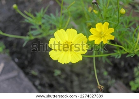 Kenikir (Cosmos) is a tropical plant of the Asteraceae family, originating from Latin America and Central America, but grows wild and is easy to find in Asia.