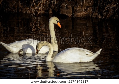 Two beautiful white swans on a canal at a nature reserve
