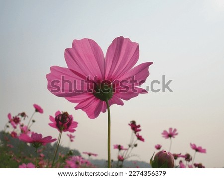 Close-up of a pink cosmos Bipinnatus have sunny from the front with a bokeh background (Mexican Astor, Mexican Astor Outdoors, Cosmos Bipinnatus) in full bloom in a park. It is a herbaceous plant
