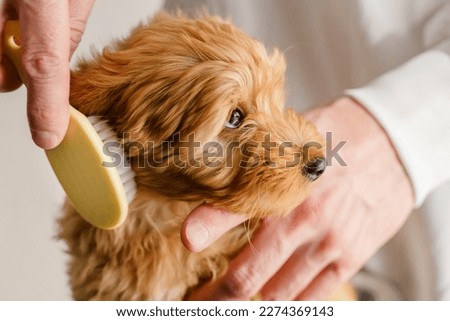 Grooming a Maltipu Puppy. Combing purebred dogs. Royalty-Free Stock Photo #2274369143
