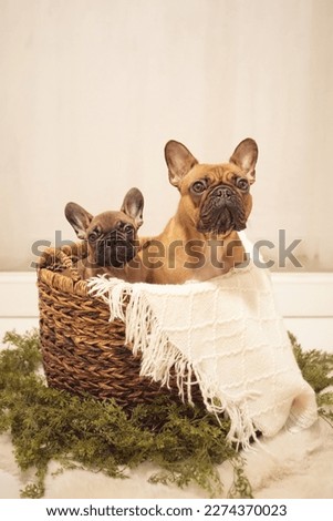 Puppy and mom Dog French Bulldog photoshoot being cute white backdrop
