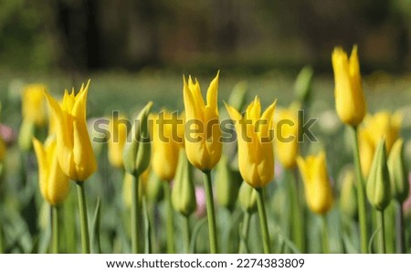 Spring blossoming yellow tulips with selective focus for bokeh flower background, large format