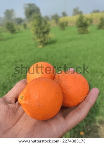 Orange 🍊🧡 picture at my village sargodha