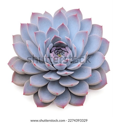 Colorful Succulent Isolated on White Background