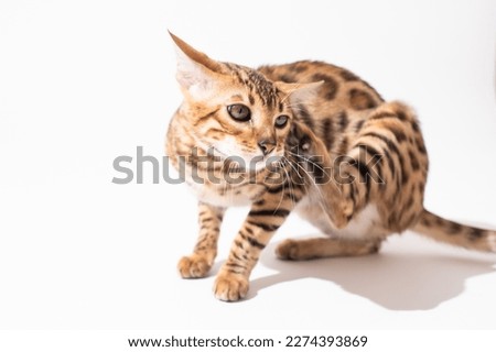 Portrait of bengal kitten on white background, studio shooting. Pet photo, tiger
