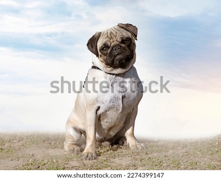 picture of a puppy pug free in a garden
