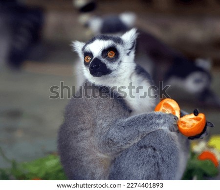 Photos of funny lemurs in the spring in the park