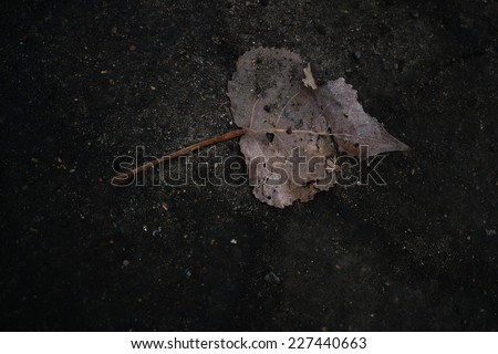 autumn leaf macro 