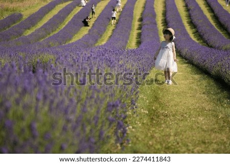 A little girl wearing a white dress and hat stands in the middle of a lavender field admiring the flowers in a sunny day in Springtime in Kinross, Scotland, UK