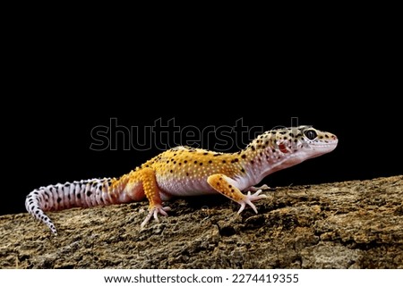Leopard gecko lizard on wood with black background, eublepharis macularius, animal closeup