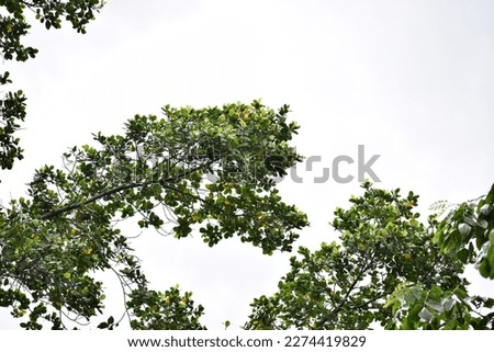 Leaves,nature pictures,This is a beautiful view under the tree, with light green eyes shining.form down to the top with green leave,Nature Background,beautiful view of nature leaf.Thailand.