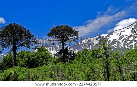 Beautiful chilean andes forest landscape, southern beeches (nothofagus pumilio), monkey puzzle pine trees (Araucaria araucana), volcano llaima - Conguillio NP, Central Chile  Royalty-Free Stock Photo #2274423179