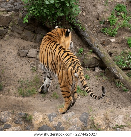 Amur tiger. Big wild cat. Strong animal predator. Striped orange skin. Fauna and zoo. Back photo Royalty-Free Stock Photo #2274426027