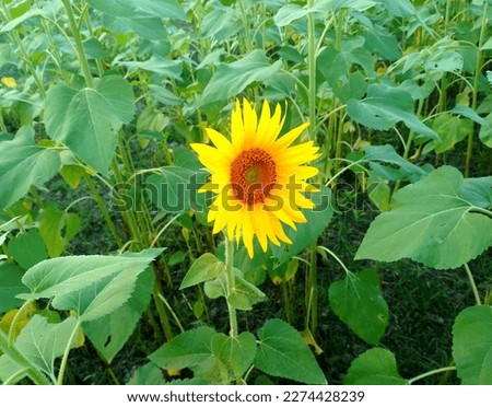 Most Beautiful Natural Sunflower Flower Pictures, Photos, Images
