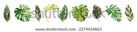 Watercolor hand drawn rainforest tropical leaves botanical DIY individual elements. Illustration set isolated on white background. Hand painted watercolor floral clip art