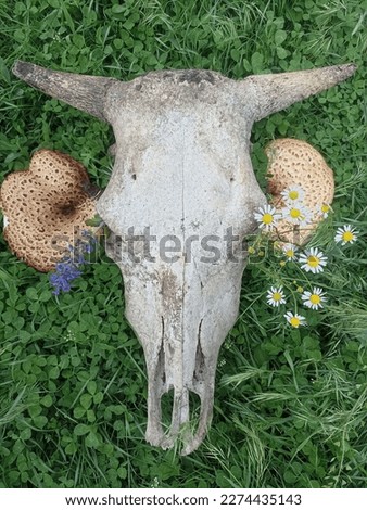 Beautiful picture of a cow skull with mushrooms and flowers 