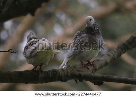 Pair of Pigeon in nature