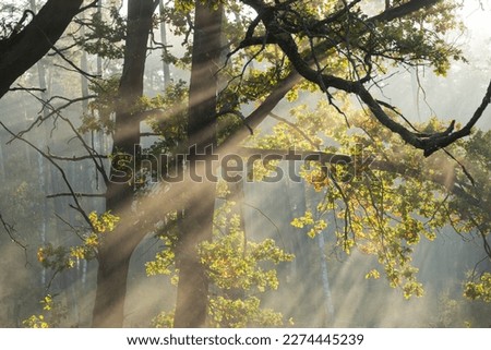 A small river flowing through the forest. It's a sunny, cold morning. The surface of the water evaporates creating a mist floating between the trees. The fog is illuminated by sunlight creating pictur