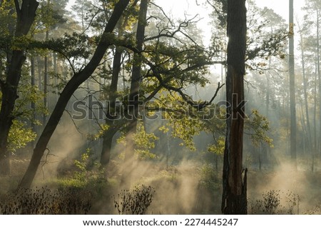 A small river flowing through the forest. It's a sunny, cold morning. The surface of the water evaporates creating a mist floating between the trees. The fog is illuminated by sunlight creating pictur