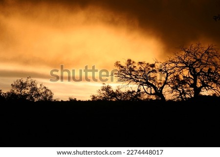 very orange sunset in backlight with tree silhouette