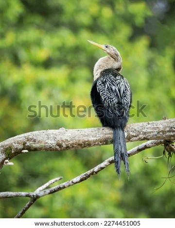 Anhinga taking in the tropical sun on a branch in Costa Rica