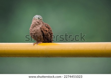 Ruddy Ground Dove (Columbina talpacoti) perched on a yellow security gate in Costa Rica