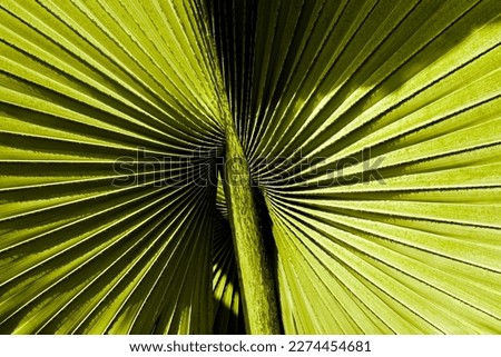 Nature plant like green palm foliage, leaving a texture forming a beautiful theme for decorative screen in detail photography.