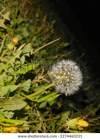 A common dandelion is a yellow flowering plant that is often found in fields, lawns, and meadows. The picture of a dandelion typically shows a long, thin stem with small, jagged green leaves at the ba