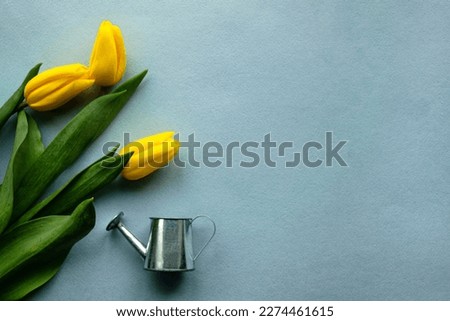 Yellow tulip flowers on a light blue background along with a decorative watering can with free space for your inscription. View from above. Conceptual image.