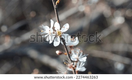 Blackthorn creamy-white flowers, in the bush. Late winter shots