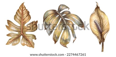 botanical watercolor illustration. Dried tropical leaves, herbarium elements, rustic floral clip art set isolated on white background