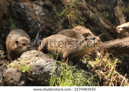 family of otters in the sun