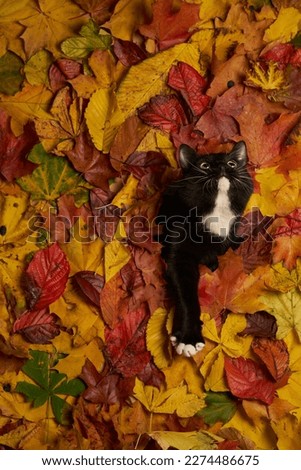 black and white cat looking through hole in colorful autumn leaves foliage. Autumn background with a cat pet