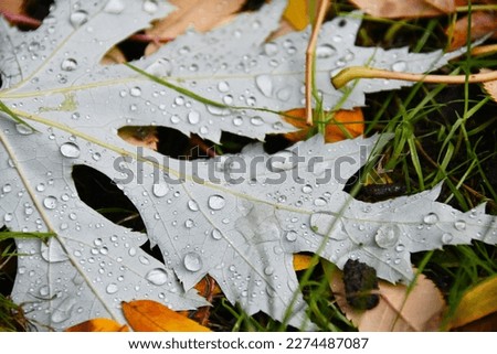 Rain drops on tree leaves lying in grass. Selective focus in the middle of the picture.
