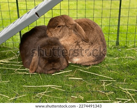 Minilop rabbits cute pics pets in garden and shed