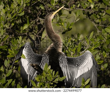 An anhinga drying its wings (Blackpoint)