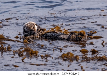 Sea otter sitting in a bed of kelp