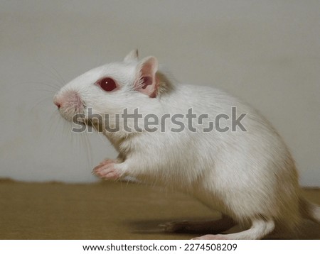 Young Pink Eyed White male gerbil      