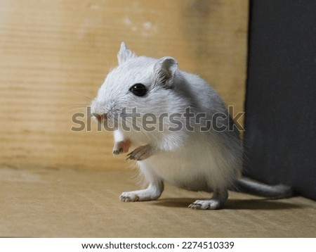 Young Colorpoint Agouti male gerbil pup
