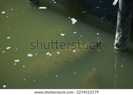 Aerial view of Curious manatee in Tampa, Florida. In winter manatees frequent the warm waters of Florida.
Trichechus
