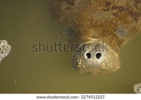 Aerial view of Curious manatee in Tampa, Florida. In winter manatees frequent the warm waters of Florida.
Trichechus