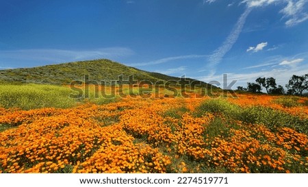 A Field full of beautiful California poppies during 2023 super bloom with hills and blue sky.