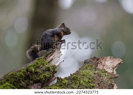 Douglas squirrel on a tree stump in Puyallup, Washington. Royalty-Free Stock Photo #2274523771