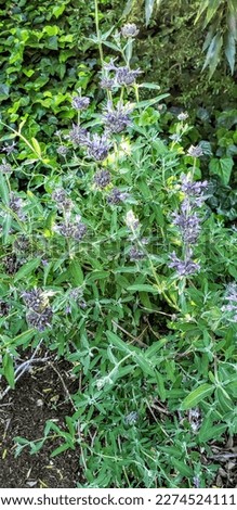 Purple Sage flowers in a bed of greenery. Royalty-Free Stock Photo #2274524111