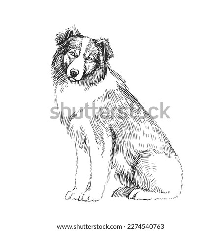 Vector hand-drawn illustration of Australian Shepherd in engraving style. Sketch of Aussie isolated on white. Dog of herding breed.