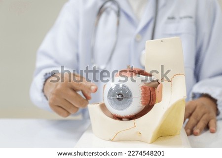 Ophthalmologist hand pointing eye anatomy human model on white background.Part of human body model with organ system for health student study in university.Human eye model.Medical education concept. Royalty-Free Stock Photo #2274548201