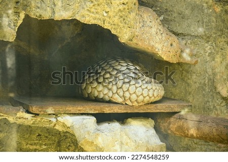 a sleeping pangolin, Pangolin has the Latin name Manis javanica, is a species of animal from the order Pholidota. Royalty-Free Stock Photo #2274548259