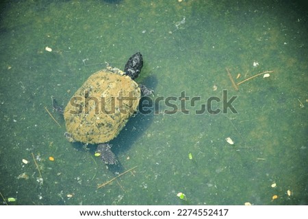 a turtle swimming in a pool of murky water