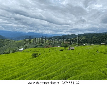 rice terraces agricultural business agriculture background poster field green rice farmhouse