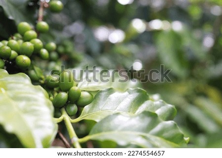 Red coffee plant farm beans on brance harvest red raw Coffee.green Robusta and arabica coffee berries by agriculturist hands,Worker Harvest arabica coffee berries on its branch, agriculture concept. Royalty-Free Stock Photo #2274554657